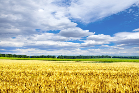 Beautiful spring field with the blue skyの写真素材