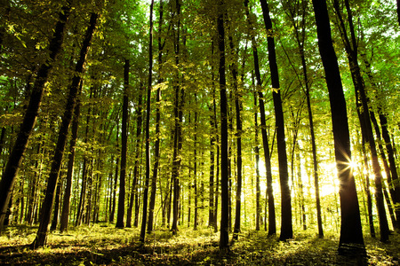 beautiful green forestの写真素材