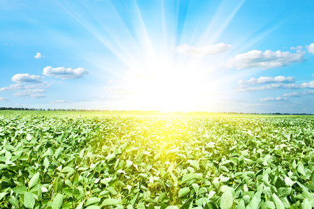 Green field under blue clouds skyの写真素材