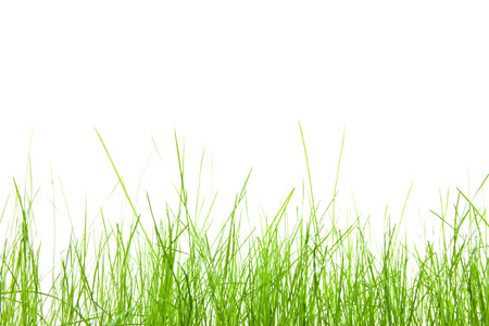 green grass isolation on the white backgroundsの写真素材