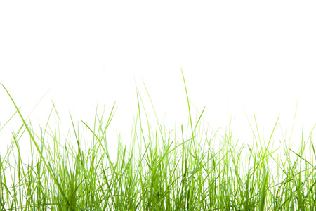 green grass isolation on the white backgroundsの写真素材