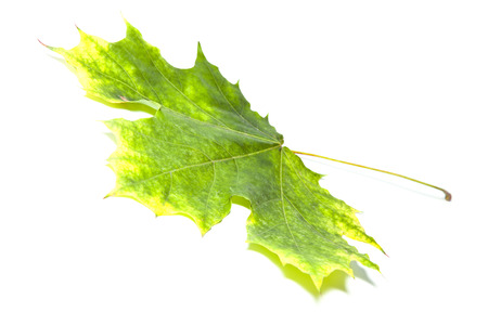 Buttonwood leafの写真素材