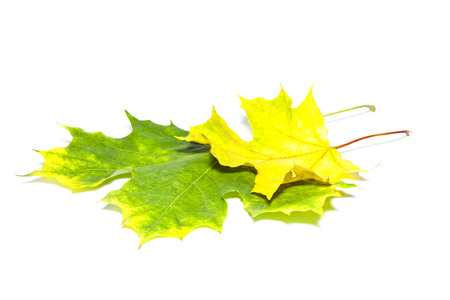 Buttonwood leafの写真素材
