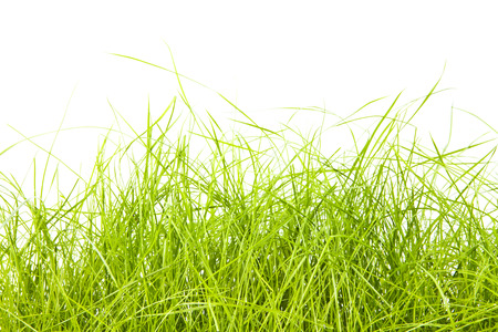 green grass isolation on the white backgroundsの写真素材