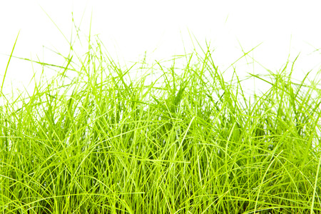green grass isolation on the white backgroundsの写真素材