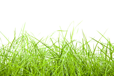 green grass isolation on the white backgroundsの写真素材