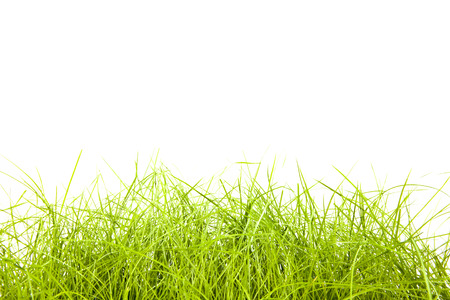 green grass isolation on the white backgroundsの写真素材