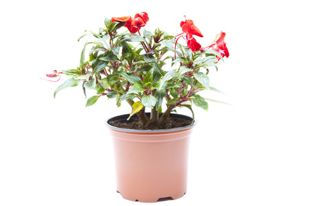 Blossoming plant of azalea in flowerpot isolated on whiteの写真素材