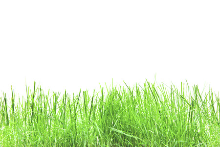 green grass isolation on the white backgroundsの写真素材