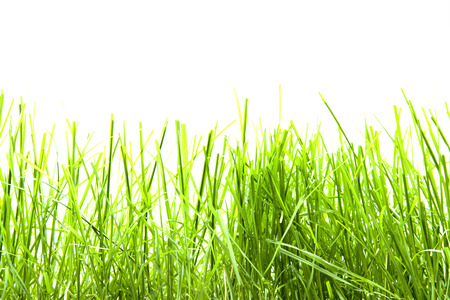 green grass isolationの写真素材
