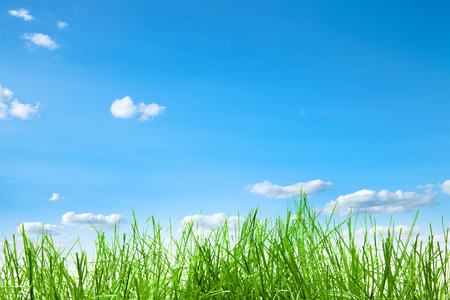green grass isolationの写真素材