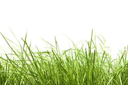 green grass isolation on the white backgroundsの写真素材