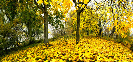 panorama leavesの写真素材