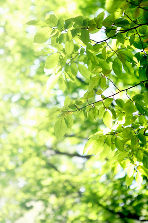 green grass and leaves. Spring backgroundsの写真素材