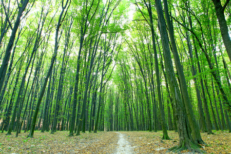 beautiful green forestの写真素材