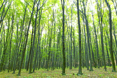 beautiful green forestの写真素材