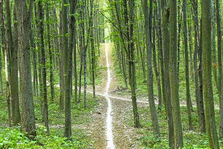 beautiful green forestの写真素材