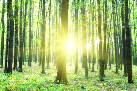 beautiful green forestの写真素材