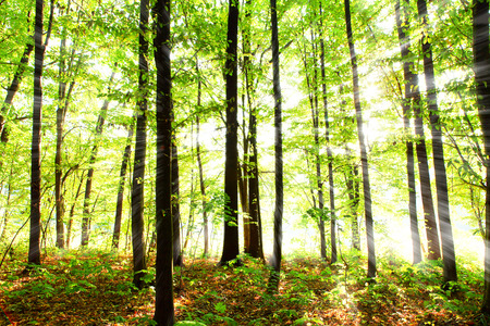 sunrays in Bohemian forestの写真素材