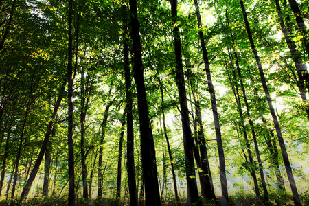 beautiful green forestの写真素材
