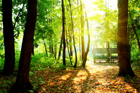 sunrays in Bohemian forestの写真素材