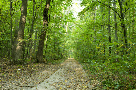 nature. pathway in the forest with sunlightの写真素材
