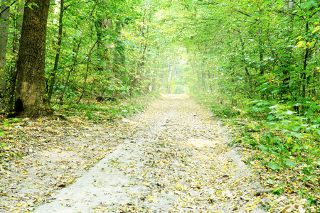 nature. pathway in the forest with sunlightの写真素材