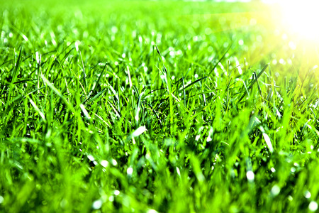 green grass isolation on the white backgroundsの写真素材
