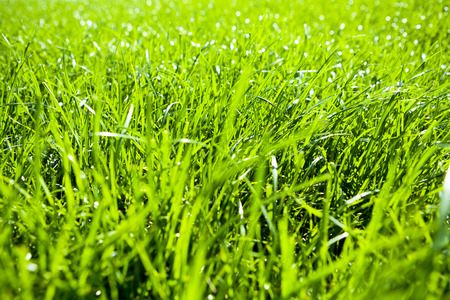 Green grass natural backgroundの写真素材
