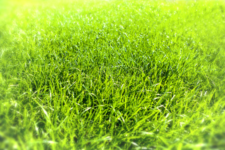 Green grass natural backgroundの写真素材