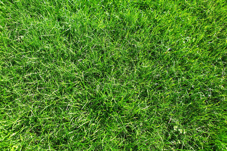 Green grass natural backgroundの写真素材