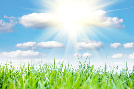 green grassの写真素材