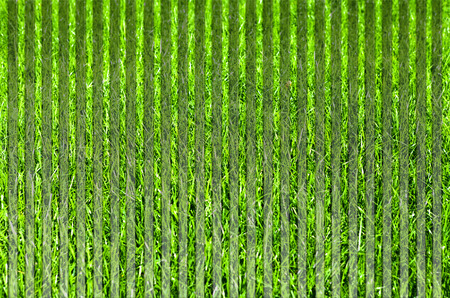 Green grass natural backgroundの写真素材