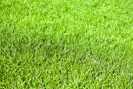 Green grass natural backgroundの写真素材