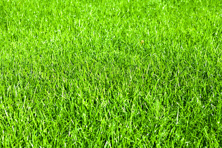 Green grass natural backgroundの写真素材