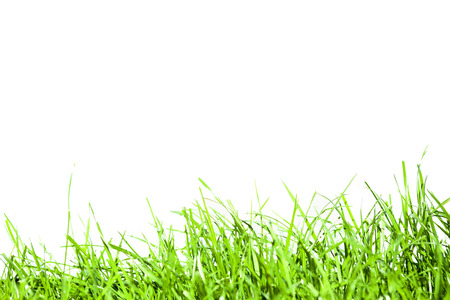 green grass isolationの写真素材