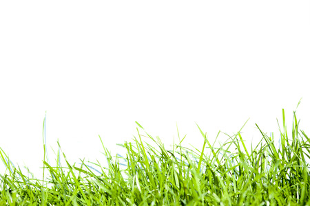 green grass isolation on the white backgroundsの写真素材