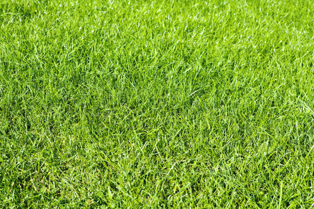 Green grass natural backgroundの写真素材