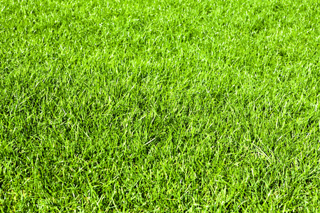 Green grass natural backgroundの写真素材