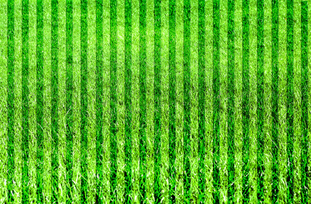 Green grass natural backgroundの写真素材