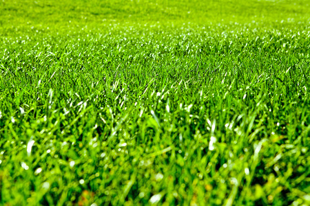 Green grass natural backgroundの写真素材