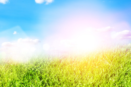 Green grass natural backgroundの写真素材