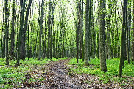 beautiful green forestの写真素材