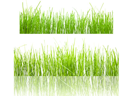 green grass isolation on the white backgroundsの写真素材