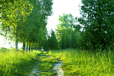 beautiful green forestの写真素材