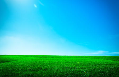 Green grass under blue skyの写真素材