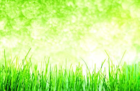 green grass isolation on the white backgroundsの写真素材
