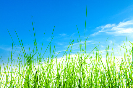 green grass isolation on the white backgroundsの写真素材