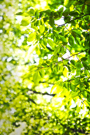 green grass and leaves. Spring backgroundsの写真素材