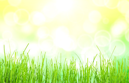 green grass isolation on the white backgroundsの写真素材
